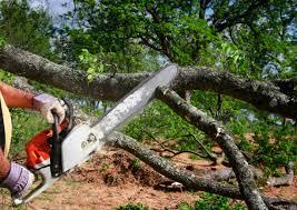 Best Tree Maintenance Programs  in Troutman, NC