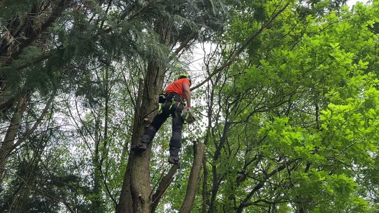 Best Hazardous Tree Removal  in Troutman, NC