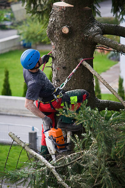 Troutman, NC Tree Services Company