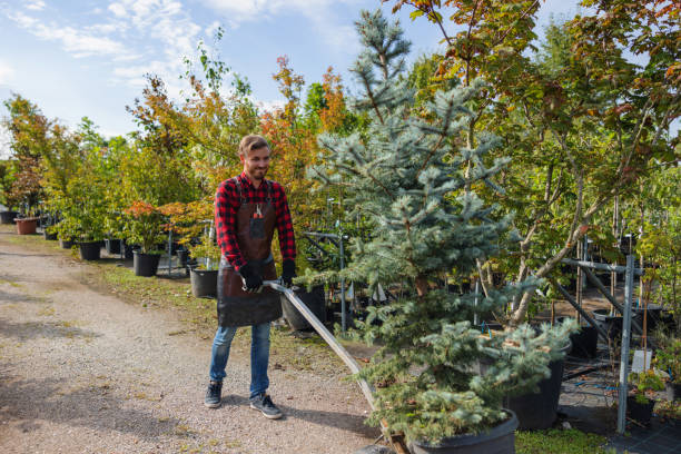 Best Tree Disease Treatment  in Troutman, NC